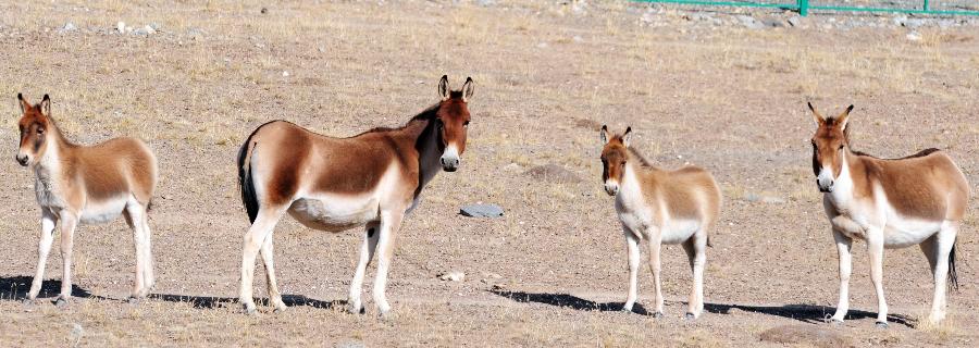 Photo taken on Oct. 23, 2011 shows Tibetan wild asses, under first-grade State protection, in protection zone of northwest China's Qinghai Province.