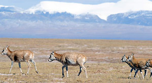 Photo taken on Oct. 23, 2011 shows Tibetan antelopes in protection zone of northwest China's Qinghai Province.