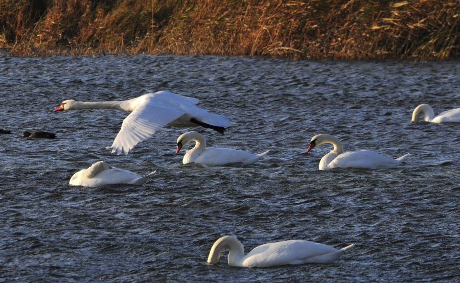 Swans are seen at a swan habitat conservation area in the Ili River valley in Yining County, northwest China&apos;s Xinjiang Uygur Autonomous Region, Nov. 7, 2011. 