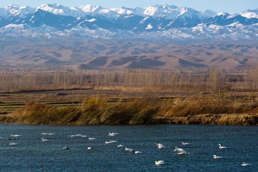 Swans swim at a swan habitat conservation area in the Ili River valley in Yining County, northwest China&apos;s Xinjiang Uygur Autonomous Region, Nov. 7, 2011. 