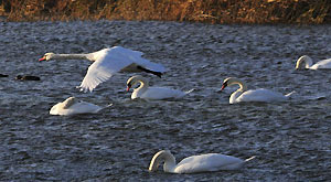 Swans are seen at a swan habitat conservation area in the Ili River valley in Yining County, northwest China's Xinjiang Uygur Autonomous Region, Nov. 7, 2011.