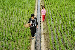 Mang Zhong (Grain in Ear, usually around June 5) is the most exciting day in the year for Tan Guiping, as it is the best time to plant rice seedlings. To provide for her son's college tuition, Tan applied for a 1,000 yuan (US$ 158.9) micro loan in 2007 and turned to cultivating tree mushrooms – a more profitable produce.