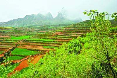 Trees planting in China's Gansu Province. [File photo]