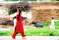 A young girl is working to get woods for fire to cook food. Poverty has taken the dreams away from such children who cannot go to schools or get education because if they don't work, their families cannot meet their ends.