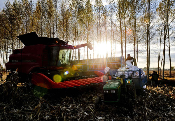 Farmers work in a corn field in Taiping Village in Heilongjiang Province on Oct 18, 2012.