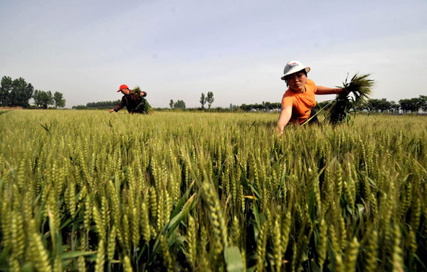 Farmers pick out weeds from the wheat crop in Yingli Village, Shanxi Province on May 21, 2008.