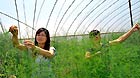 Zhong Yi (L) visits a greenhouse in Zhanfeng Village of Jiashan County, east China's Zhejiang Province, June 29, 2012.
