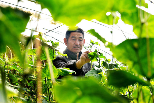 Yan Changjun checks the cucumbers he planted in Hougoumen Village, Shaanxi Province, Nov 6, 2012.