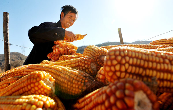 He Haifa handles corn harvested this year in Houmengou Village, Shaanxi Province, Nov 5, 2012.