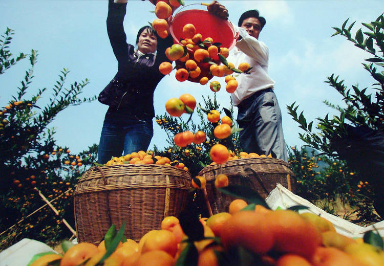 Famers have a good harvest of Se-enriched navel orange in Jiangxi Province.