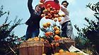 Famers have a good harvest of Se-enriched navel orange in Jiangxi Province.