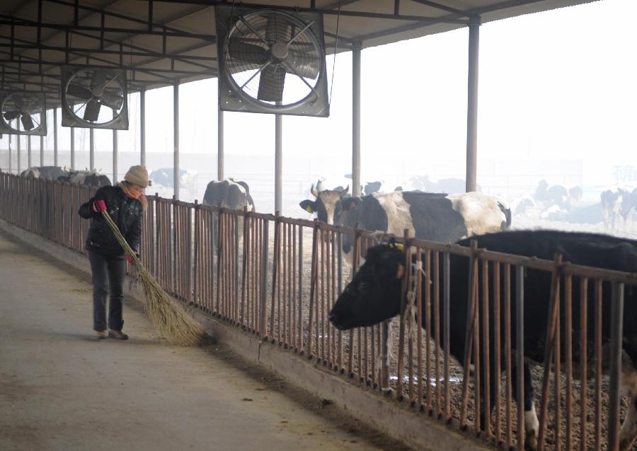 A farmer takes care of cows bought with small personal loans Wangdu County, north China's Hebei Province, Jan. 12, 2013.