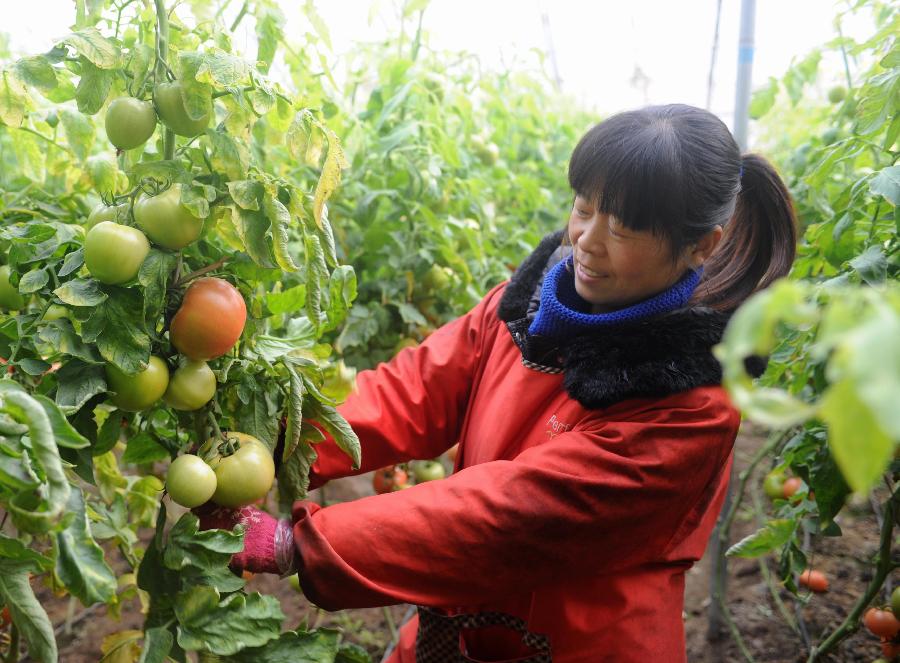 A farmer prunes the branches for tomato in a greenhouse built with small personal loans at Nangangzi Village of Gudian Town in Wangdu County, north China's Hebei Province, Jan. 12, 2013.