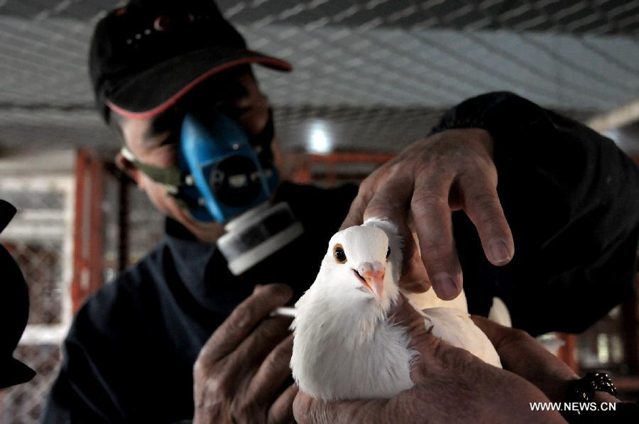 A health worker vaccinates a pigeon to fight against the H7N9 bird flu virus in Liuzhou City, southwest China's Guangxi Zhuang Autonomous Region, April 7, 2013. 