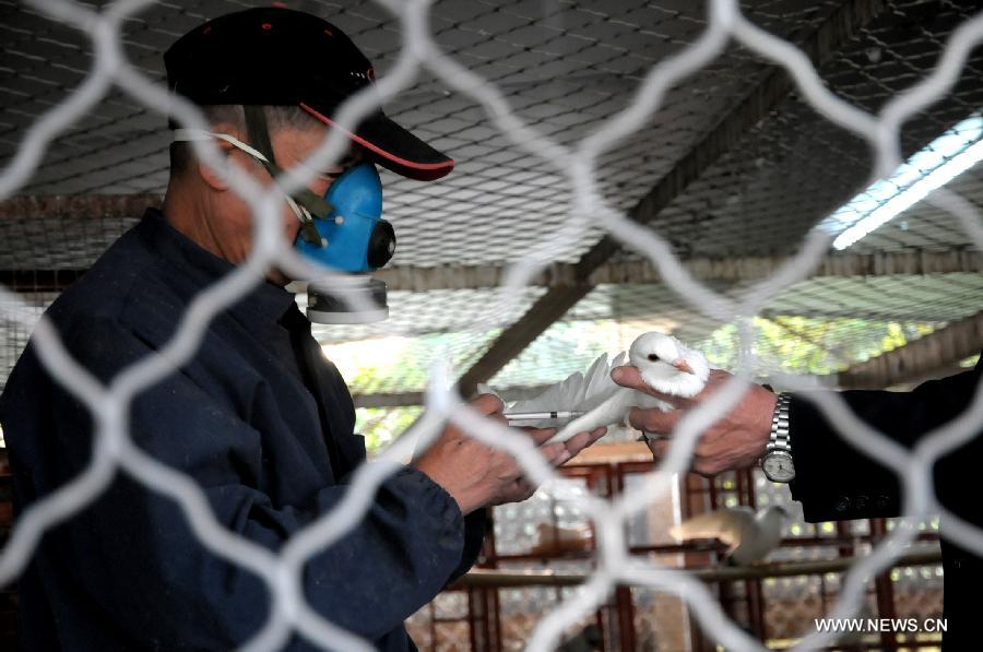 A health worker vaccinates a pigeon to fight against the H7N9 bird flu virus in Liuzhou City, southwest China's Guangxi Zhuang Autonomous Region, April 7, 2013. 