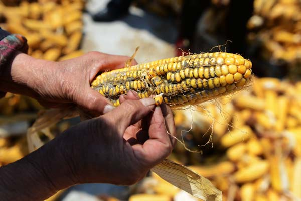 Corn harvested in Luobei County, Heilongjiang Province, last autumn has turned moldy as a result of excessive rain and snow in Northeast China, causing heavy losses for local farmers.