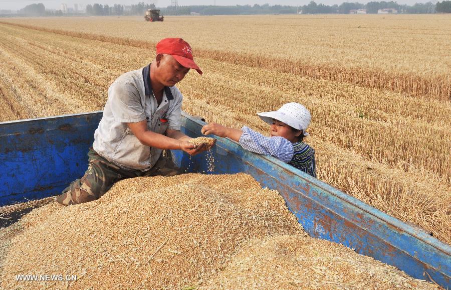 Wang Zongpeng (L), a farmer of the Dongbai Village, checks the harvested wheat with his wife in Zouping County, east China's Shandong Province, June 16, 2013.