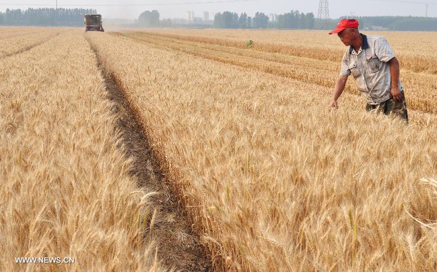 Wang Zongpeng, a farmer of the Dongbai Village, checks the wheat to be harvested in farmland in Zouping County, east China's Shandong Province, June 16, 2013. 