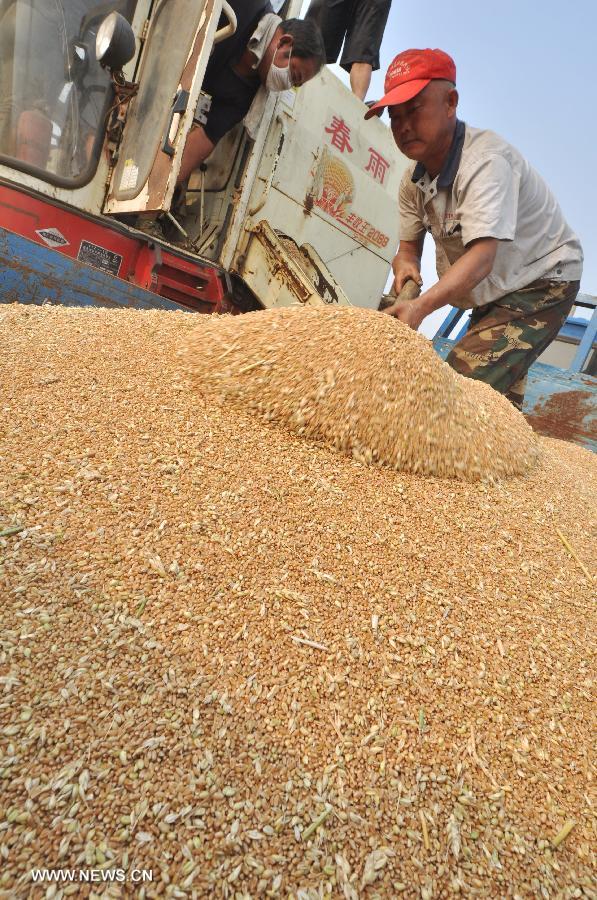 Wang Zongpeng, a farmer of the Dongbai Village, piles the harvested wheat in Zouping County, east China's Shandong Province, June 16, 2013. 