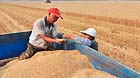 Wang Zongpeng (L), a farmer of the Dongbai Village, checks the harvested wheat with his wife in Zouping County, east China's Shandong Province, June 16, 2013.