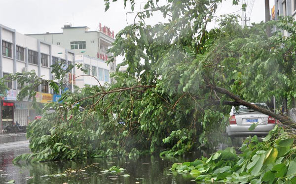 A tree is blown down by strong wind in Wanning City, south China's Hainan Province, June 22, 2013.