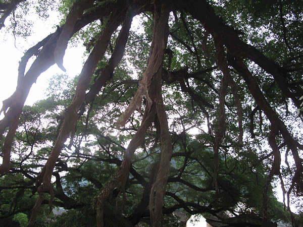 Ancient banian tree which looks like dragon paws [CnDG by Jiao Meng] 