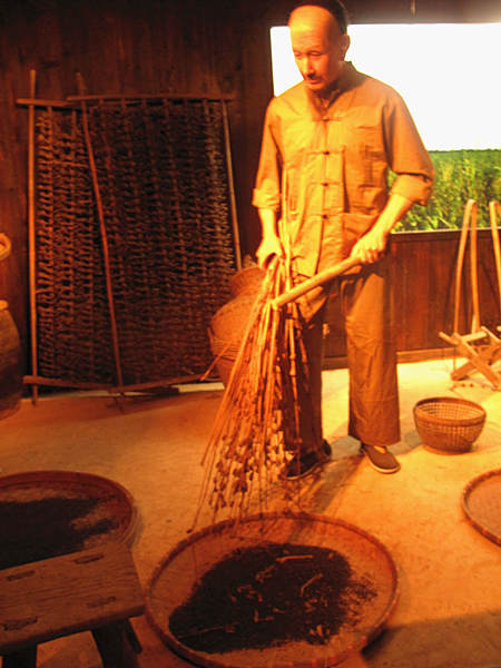 The wax figure shows how to prepare black sesame at the Nanfang Black Sesame Museum in Rong County of Guangxi Autonomous Region. Black sesame paste is a traditional snack in South China that became popular nationwide due to a TV ad made by Nanfang Black Sesame Group in the early 1990's. Traditional cooking procedures include decladding, screening, grinding and boiling, etc. [CnDG by Jiao Meng]