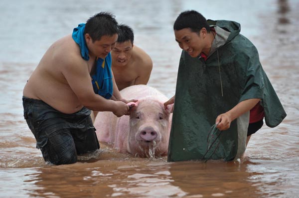 Farmers move a pig to a safe place in the rainstorm-hit Tongnan County, Chongqing Municipality, July 1, 2013. Farmers move a pig to a safe place in the rainstorm-hit Tongnan County, Chongqing Municipality, July 1, 2013.