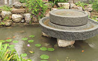 A lotus pond in Lujia New Village [CnDG by Jiao Meng]