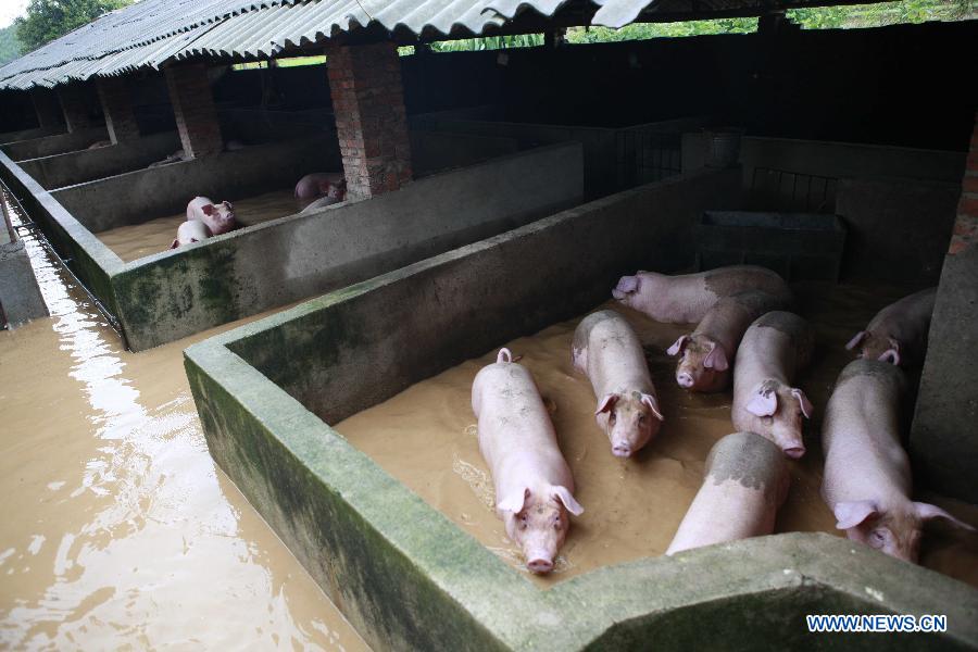 A hoggery is flooded in Luoxiu Township of Xiangzhou County, Laibin City, south China&apos;s Guangxi Zhuang Autonomous Region, Aug. 19, 2013.