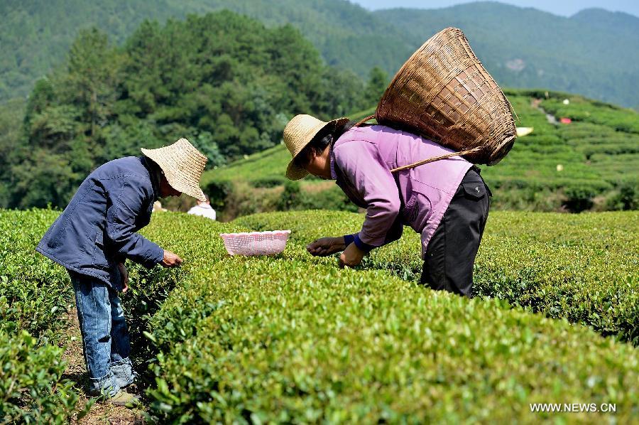 Farmers pick tea-leaves at a plantation in Wujiatai Village of Xuan&apos;en County, central China&apos;s Hubei Province, Sept. 29, 2013. 