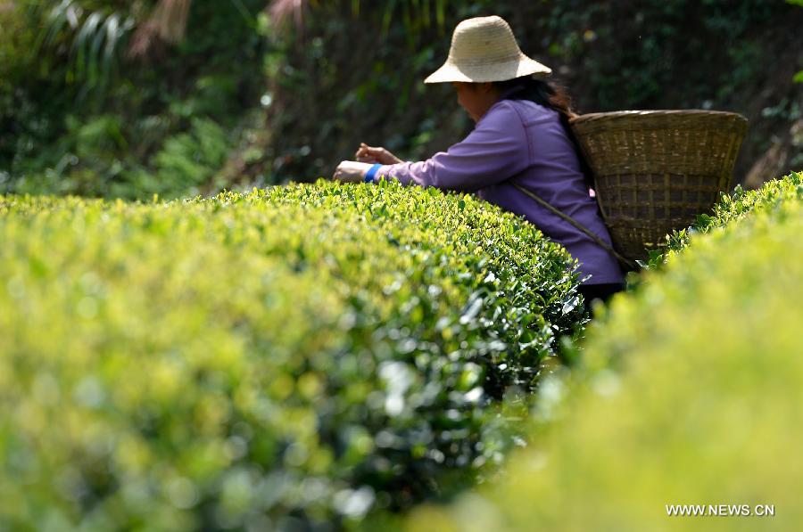 A farmer picks tea-leaves at a plantation in Wujiatai Village of Xuan&apos;en County, central China&apos;s Hubei Province, Sept. 29, 2013. 