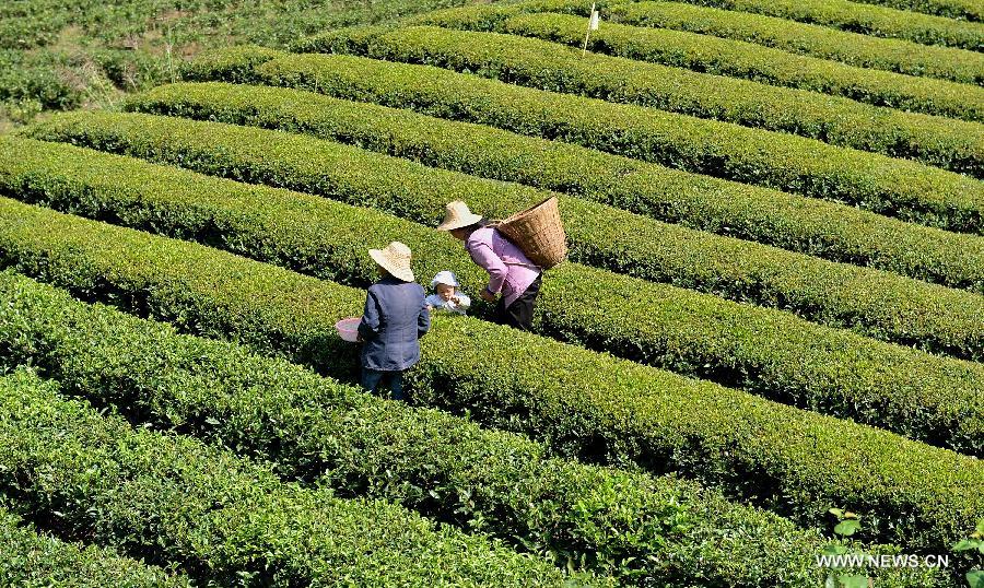 Farmers pick tea-leaves at a plantation in Wujiatai Village of Xuan&apos;en County, central China&apos;s Hubei Province, Sept. 29, 2013. 