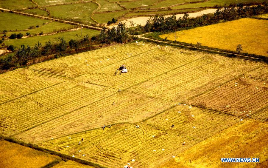 Photo taken on Oct. 3, 2013 shows the ripe paddy rice ready for harvest in Nanchang, capital of east China&apos;s Jiangxi Province. East China&apos;s Shandong Province, northeast China&apos;s Heilongjiang Province and southwest China&apos;s Sichuan Province greet the harvest days for kharif crops and the sowing days for autumn crops during the seven-day National Day holidays starting from Oct. 1.