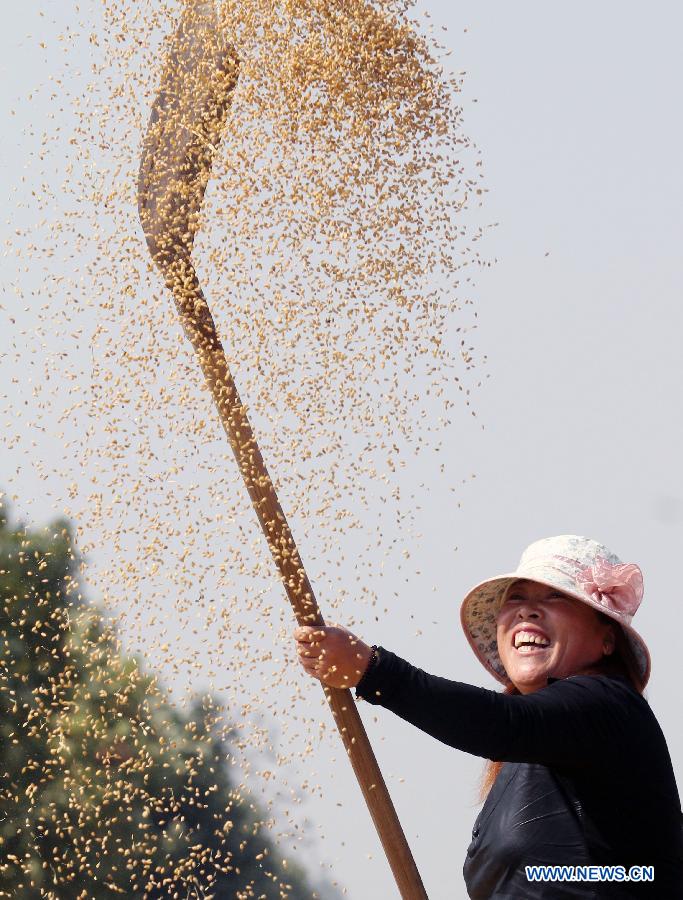 A farmer scatters the harvested paddy rice to dry them in the sun in Tancheng County, Linyi City of east China&apos;s Shandong Province, Oct. 5, 2013. 