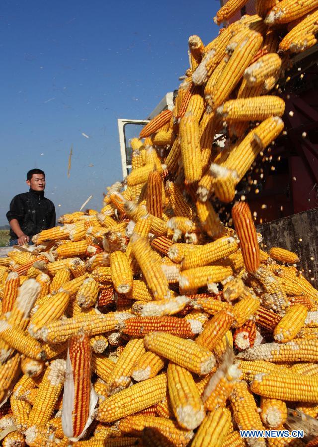 A farmer loads a vehicle with harvested corn cobs in Zaozhuang City, east China&apos;s Shandong Province, Oct. 2, 2013. 