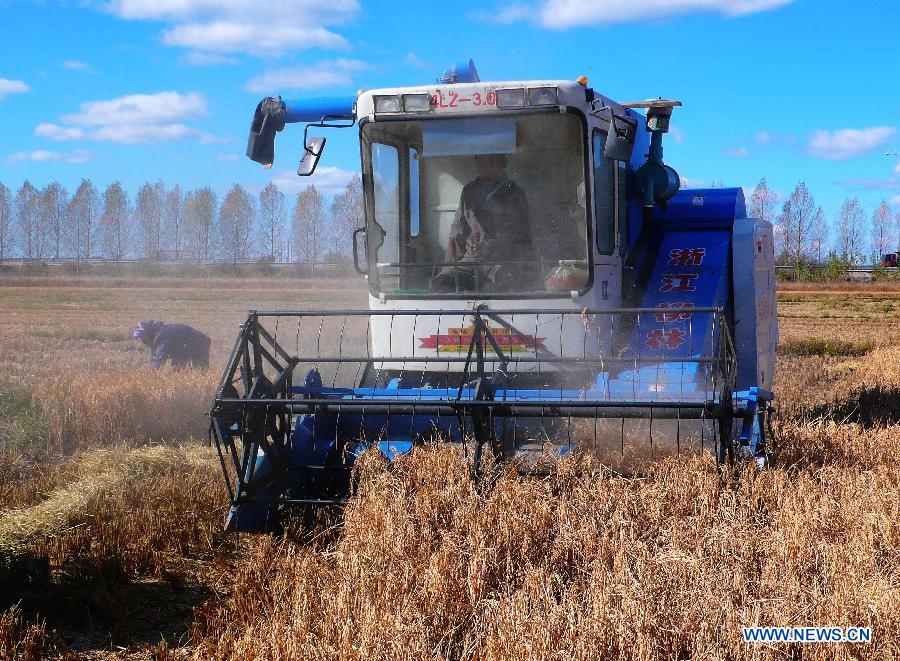 A farmer harvests paddy rice with a reaper in Heihe City, northeast China&apos;s Heilongjiang Province, Oct. 5, 2013. 