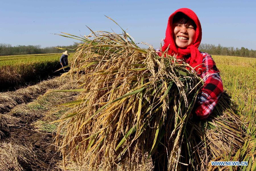 A farmer shows the harvested paddy rice in Xizhangxia Village of Lianyungang City, east China&apos;s Jiangsu Province, Oct. 5, 2013. 