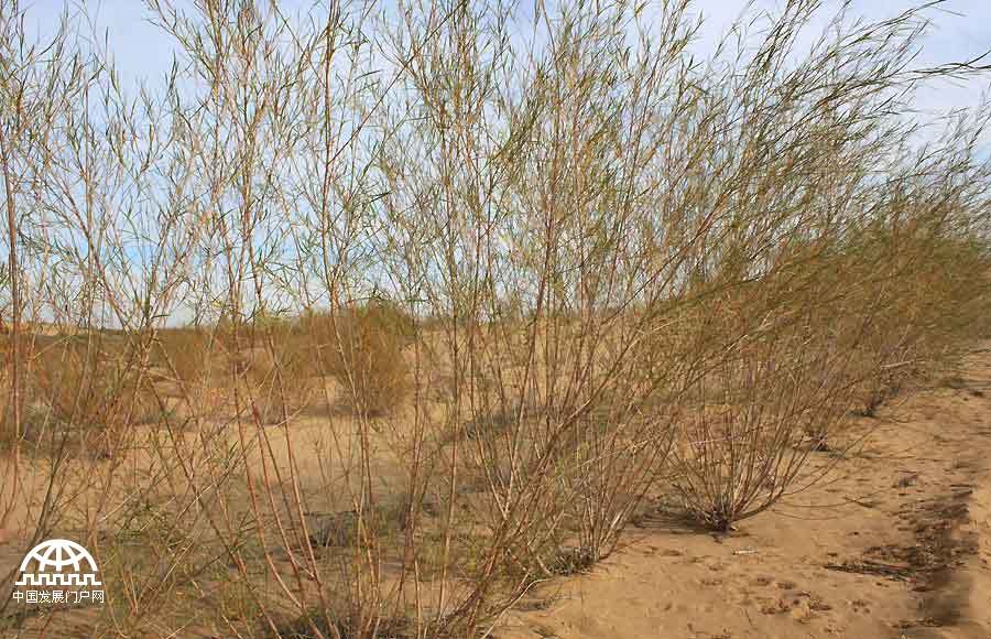 Thanks to the efforts of a group of people who have been fighting desertification for several years, Maowusu has transformed from a sandy desert into a lush oasis. Today, the vegetation in the Maowusu Sandy Land has flourished, with many types of desert plants such as salix mongolica, dryland willow, sand sagebrush, caragana microphylla broadly, growing there.