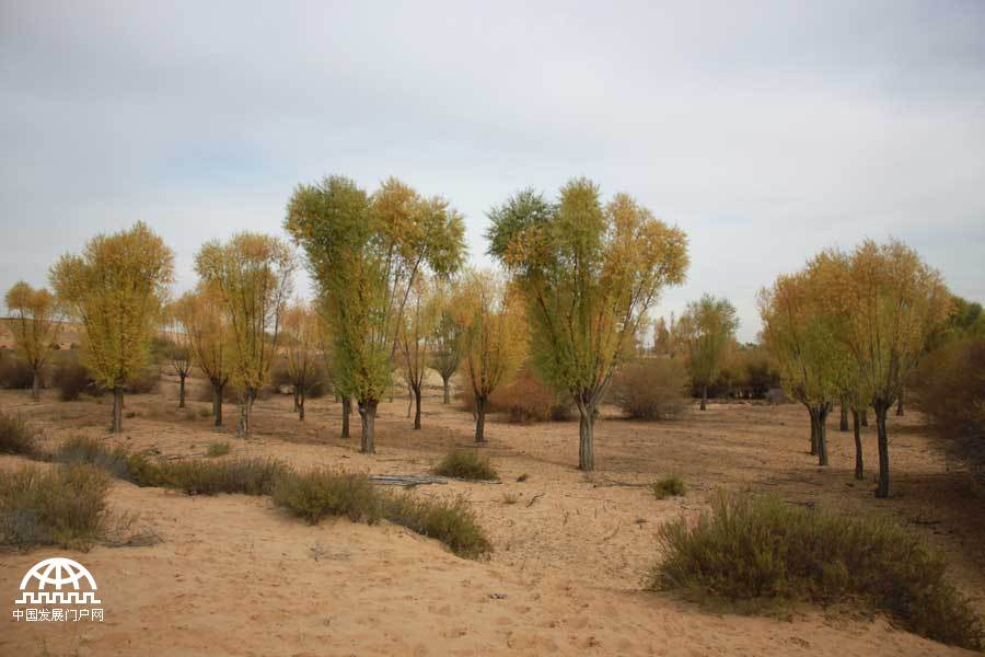 Thanks to the efforts of a group of people who have been fighting desertification for several years, Maowusu has transformed from a sandy desert into a lush oasis. Today, the vegetation in the Maowusu Sandy Land has flourished, with many types of desert plants such as salix mongolica, dryland willow, sand sagebrush, caragana microphylla broadly, growing there.