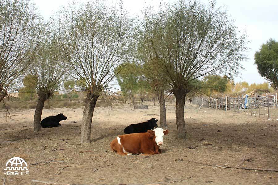 Thanks to the efforts of a group of people who have been fighting desertification for several years, Maowusu has transformed from a sandy desert into a lush oasis. Today, the vegetation in the Maowusu Sandy Land has flourished, with many types of desert plants such as salix mongolica, dryland willow, sand sagebrush, caragana microphylla broadly, growing there.