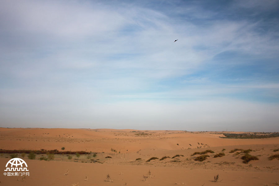 Thanks to the efforts of a group of people who have been fighting desertification for several years, Maowusu has transformed from a sandy desert into a lush oasis. Today, the vegetation in the Maowusu Sandy Land has flourished, with many types of desert plants such as salix mongolica, dryland willow, sand sagebrush, caragana microphylla broadly, growing there.