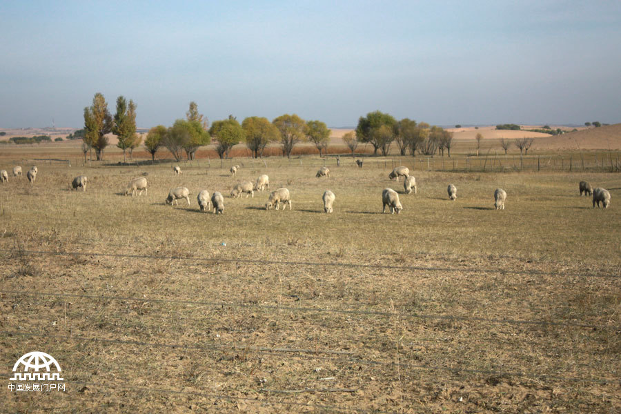 Thanks to the efforts of a group of people who have been fighting desertification for several years, Maowusu has transformed from a sandy desert into a lush oasis. Today, the vegetation in the Maowusu Sandy Land has flourished, with many types of desert plants such as salix mongolica, dryland willow, sand sagebrush, caragana microphylla broadly, growing there.