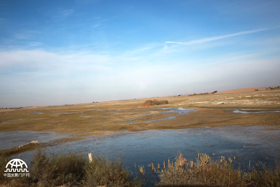 Thanks to the efforts of a group of people who have been fighting desertification for several years, Maowusu has transformed from a sandy desert into a lush oasis. Today, the vegetation in the Maowusu Sandy Land has flourished, with many types of desert plants such as salix mongolica, dryland willow, sand sagebrush, caragana microphylla broadly, growing there.