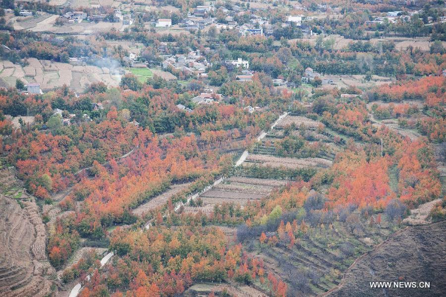 Photo taken on Nov. 4, 2013 shows country road in Ge&apos;er Township of Jinchuan County, Tibetan and Qiang Autonomous Prefecture of Aba, southwest China&apos;s Sichuan Province. 