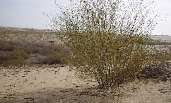 Salix psammophila, a kind of shrub that can easily survive and grow in a desert because of its well-developed root system, is seen at the Maowusu desert in Erdos, the Inner Mongolia Autonomous Region, Oct 20, 2013. The plant is widely known as 'green coal' for power plants with much cleaner emissions and more thermo capacity when burned.