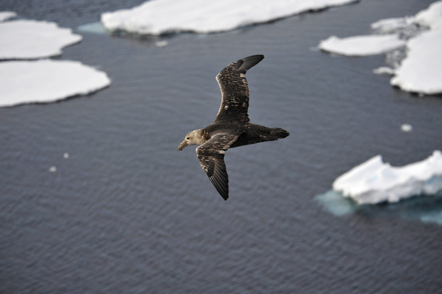 A seabird is seen on Nov. 29 while Chinese icebreaker Xuelong voyages in Southern Ocean. [Photo/Xinhua] 