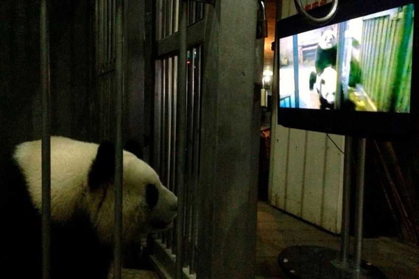 Porn videos do not just get humans going, but can help with giant pandas' mating as well. [file photo]