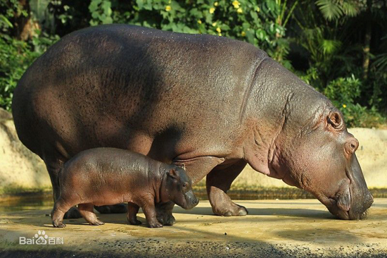 Hippopotamus, one of the 'top 10 deadliest animals in the world' by China.org.cn.
