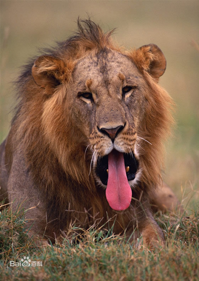 Lion, one of the 'top 10 deadliest animals in the world' by China.org.cn.